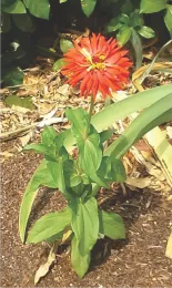Volunteer Zinnia