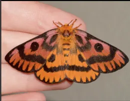 A sheep moth, Hemileuca eglanterina, photographed by Gwen Erdosh.