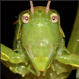 This is a rare grasshopper, a male Chaparral Shieldback, Cyrtophyllicus chlorum, that Gwen Erdosh found in Winters. (Photo by Gwen Erdosh)