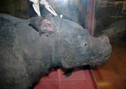 This rhino specimen at the Harvard Museum of Comparative Zoology drew an emotional response from entomologist Fran Keller.
