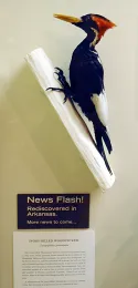 The ivory-billed woodpecker was thought to be extinct until it was rediscovered in the