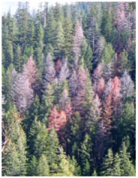 Douglas Fir Beetle Crown Mortality. Source: Danny Cluck