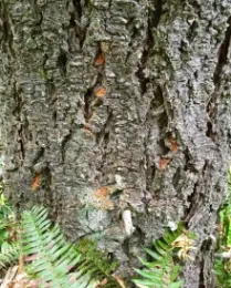 Orange boring dust from Douglas fir beetles on the trunk of Douglas fir. Source: Christine Buhl, OR Dept of Forestry