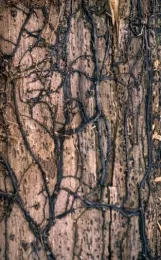 Close-up of rhizomorphs under bark. These are more noticeable in some Armillaria species than others. Source: Terry Henkel