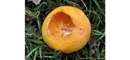 Rat damaged orange