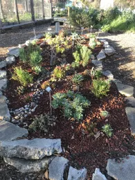 Succulent garden bordered with recycled urbanite
