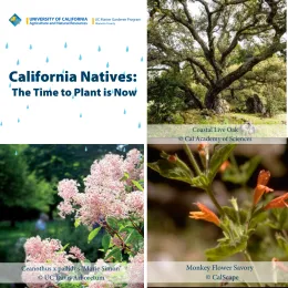 Natives Blog Promotion