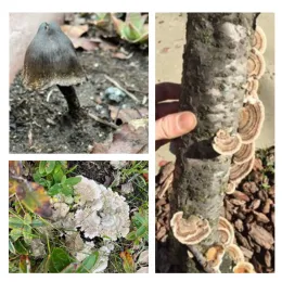 © Master Gardeners of Alameda County - Submitted to the help desk and taken by volunteers.