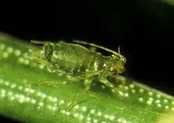 Adult green spruce aphid. Source: Forest Research