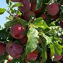 pluots on a tree