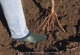 A foot in a green gardening shoe presses down on dark soil while planting a bare-root tree with visible roots.