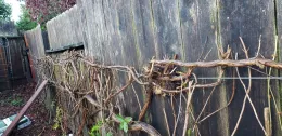 Decidious vine pruned