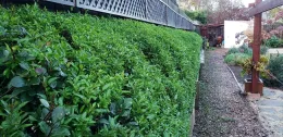 Maintained Potato vine