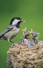 Bird feeding baby birds in nest