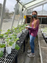 Alison Coomer taking notes on an experiment involving cucumbers in a UC Davis greenhouse.