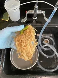 An image of root-knot nematodes (shown in pink) in infected tomato roots. This was stained with acid-fuchsin.