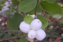 Snowberry