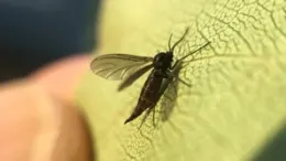 Fungus gnat