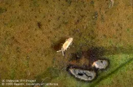 Springtail nymph