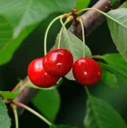 Three red cherries hanging from a tree.