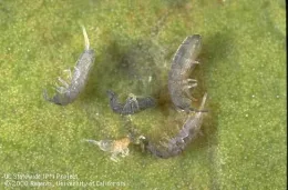 Gray springtails on a green leaf.