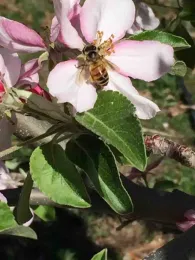 Honeybee on apple blossom, Kim Schwind