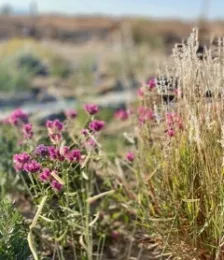 'Fireworks' with Verbena bonariensis and purple three awn