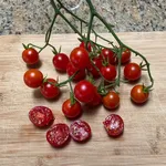 Tomato_Cherry_Super Sweet 100_MGBY-150