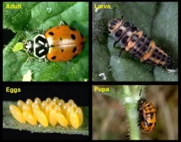 Lady beetles develop through four life stages: egg, larva, pupa, and adult by Jack Kelly Clark, UCANR