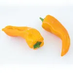 Pepper_Sweet_Cornito Giallo_MGFT-150