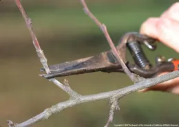 A hand holds metallic pruning shears, poised to cut a thin, dormant branch in a blurred outdoor setting.