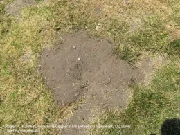 Green lawn with a pile of soil in a crescent-shaped mound.