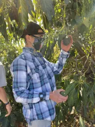 Student picking avocados