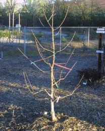 Apple tree without leaves showing branches and twigs spacing out the limbs.