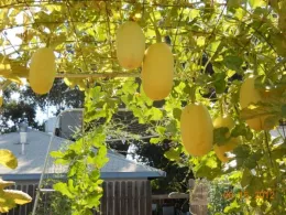 Oblong yellow vegetables growing through an 8' tall trellis you can walk under.
