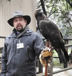California Raptor Center volunteer Billy Thein with a golden eagle. (Photo by Kathy Keatley Garvey)