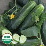 Cucumber_Japanese Climbing_Seed Savers Exchange-150