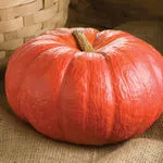 Pumpkin_Cinderella_Johnny's Selected Seeds, Johnnyseeds.com-150