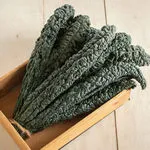 Kale_Toscano Black Magic_Johnny's Selected Seeds, Johnnyseeds.com-150