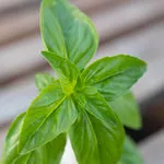 Herb_Basil_Genovese_MGFT-150