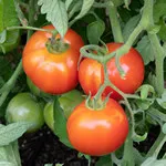 Tomato_Slicer_Early Girl_MGFT-150