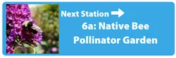 Next Station - Native Bee Garden