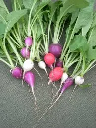 red radish