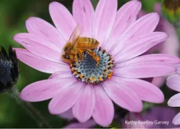 Photo © Kathy Keatley Garvey