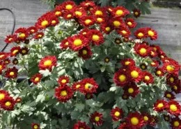 Chrysanthemums © UCANR