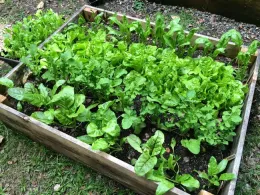Veggie Seedlings