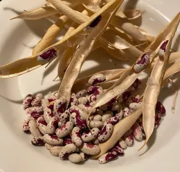 Bean seeds by Hillie Salo