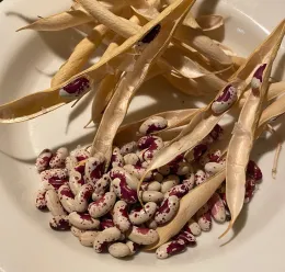 A bowl containing speckled beans and empty pods, with some beans partially visible inside the open pods.