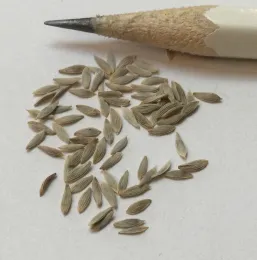 A collection of pale lettuce seeds scattered on a surface next to a sharpened wooden pencil.