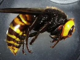 An Asian giant hornet from Blaine, Wash. This insect, nicknamed 